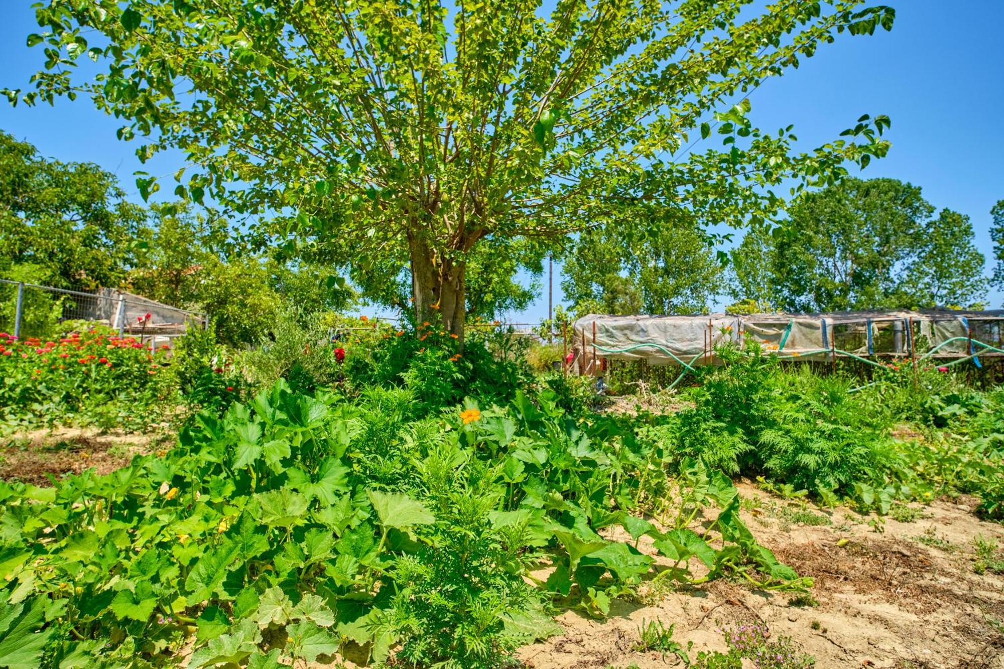 Stacys Near Sidari